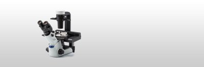 奥林巴斯OLYMPUS     CKX53             倒置显微镜