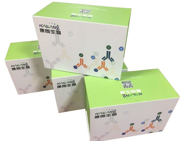 Human Caspase 12 ELISA Kit