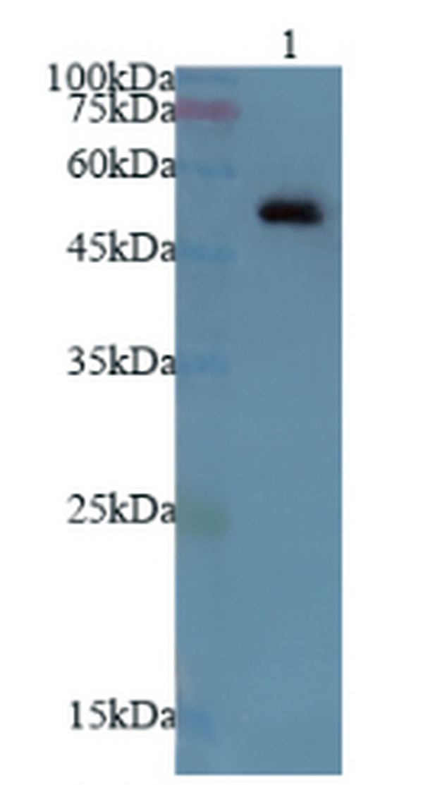 Anti AKT1 polyclonal antibody