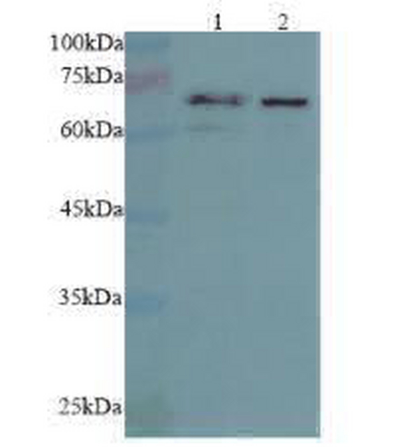 Anti AMPK alpha 1 polyclonal antibody