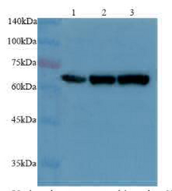 Anti PRKAA2 polyclonal antibody