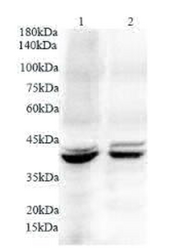 Anti CD200 polyclonal antibody