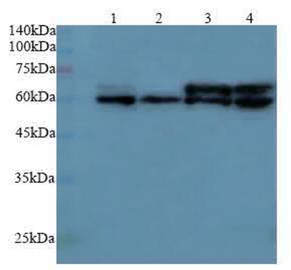 Anti CAT polyclonal antibody