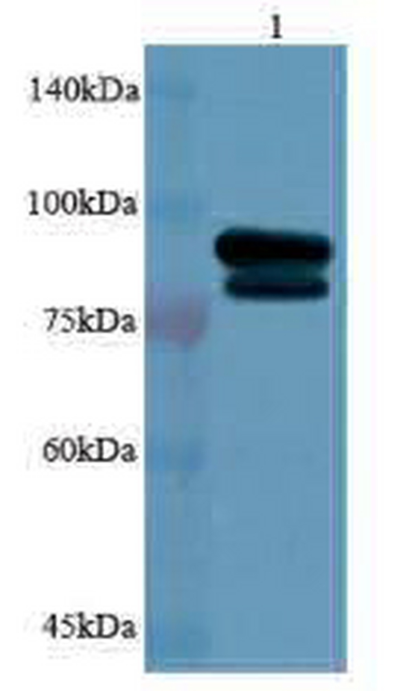Anti CANX polyclonal antibody