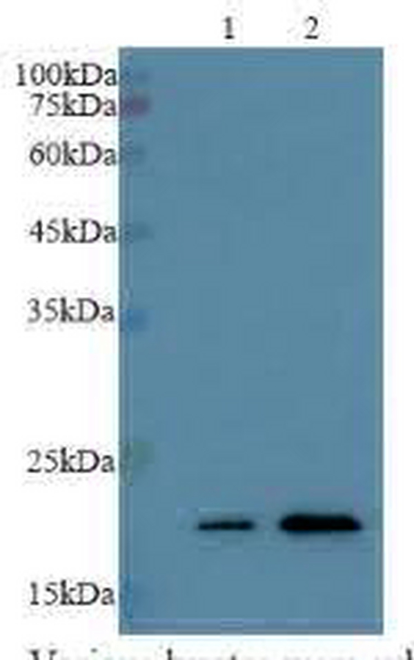 Anti BID polyclonal antibody