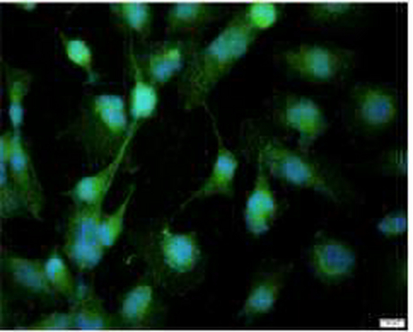 Anti BACE1 polyclonal antibody