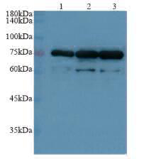 Anti ARNTL polyclonal antibody