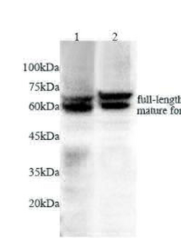 Anti AIF polyclonal antibody