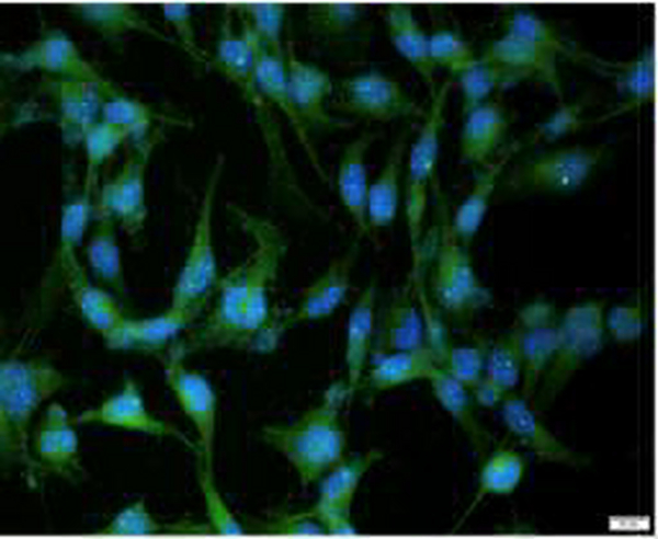 Anti SNCA polyclonal antibody