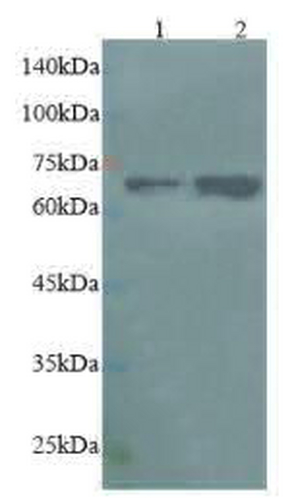 Anti ACOX1 polyclonal antibody