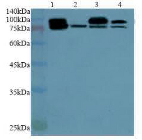Anti STAT3 polyclonal antibody