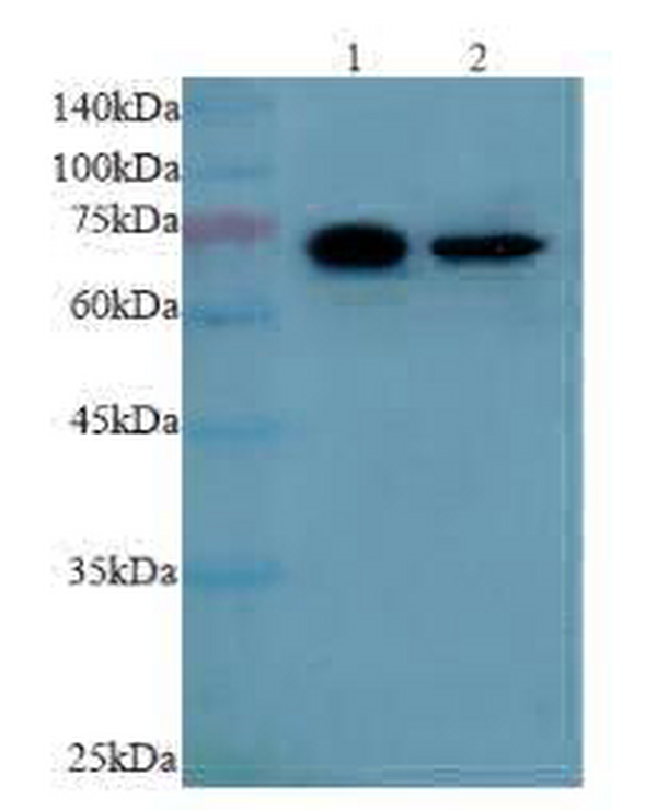 Anti ENG polyclonal antibody