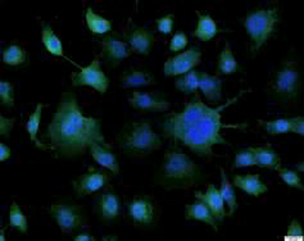 Anti DAO polyclonal antibody