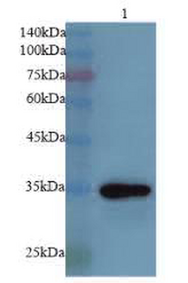 Anti CDK2 polyclonal antibody