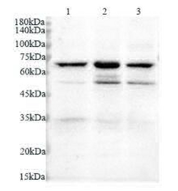 Anti GLUT4 polyclonal antibody