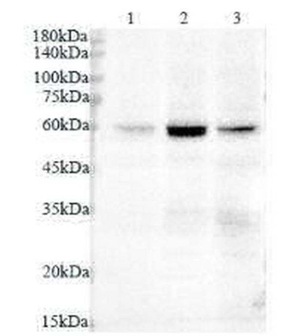 Anti VASN polyclonal antibody