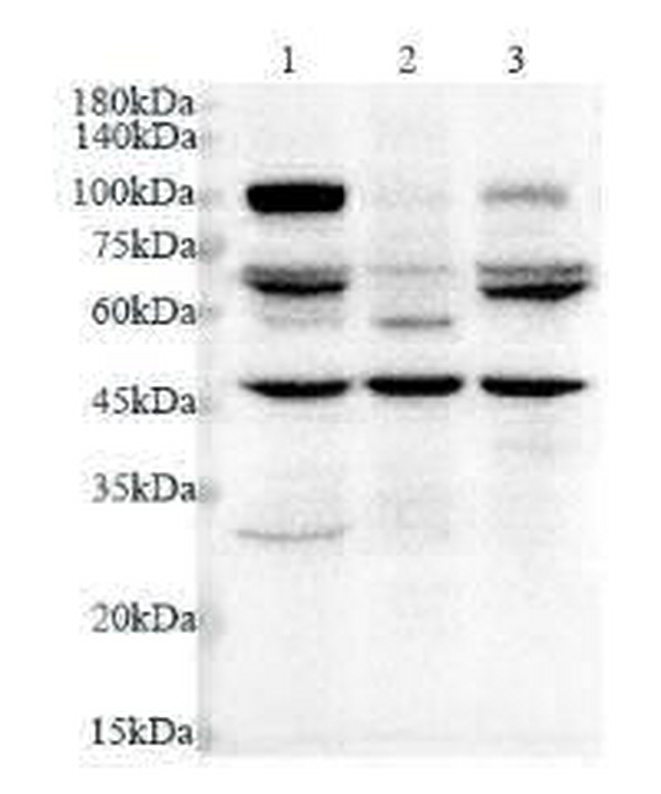 Anti HDAC10 polyclonal antibody