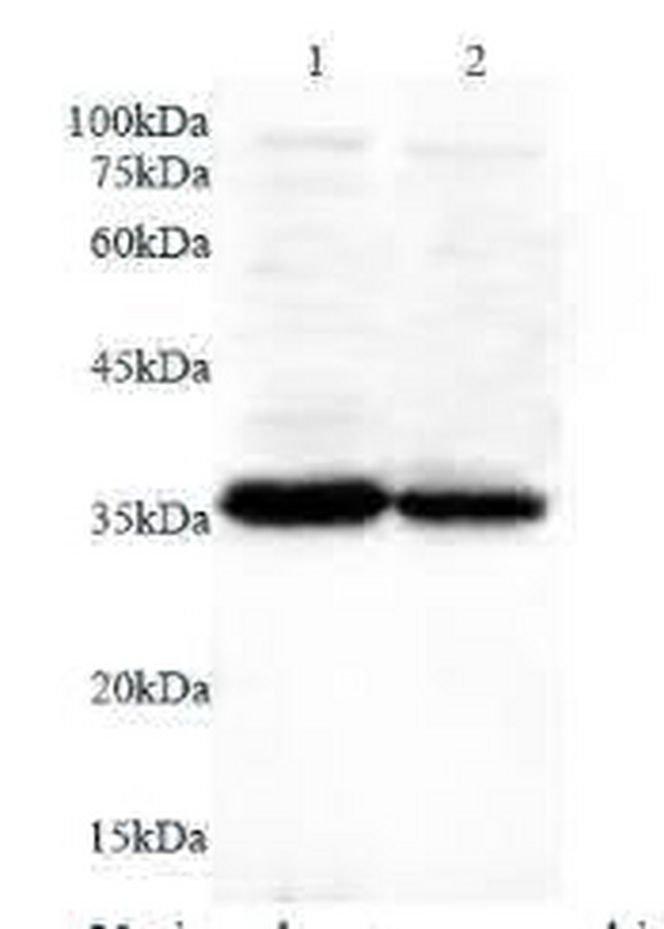 Anti ANXA5 polyclonal antibody