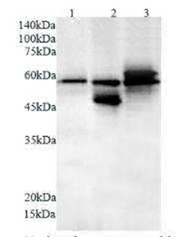 Anti NEU1 polyclonal antibody