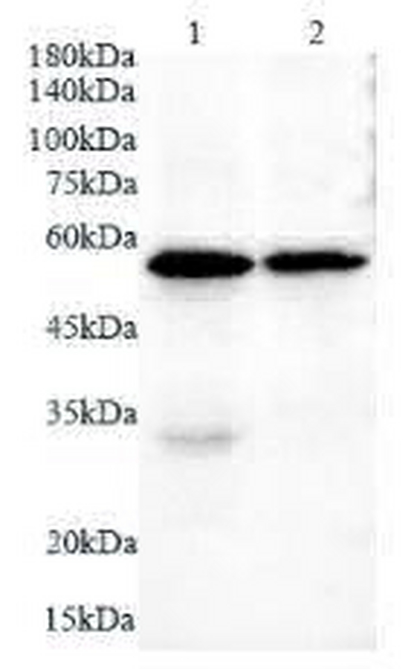 Anti CRTC polyclonal antibody