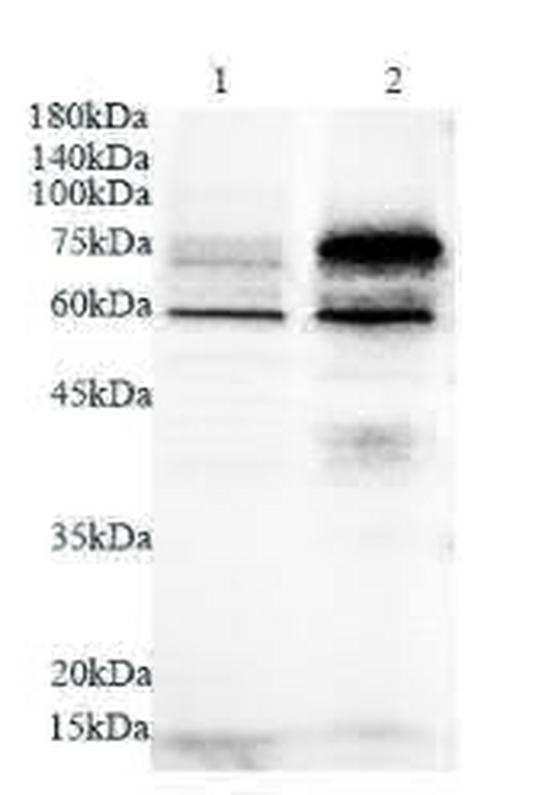 Anti PVRL2 polyclonal antibody