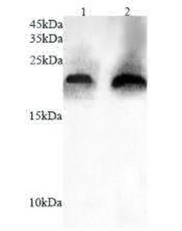 Anti SUMO2 polyclonal antibody