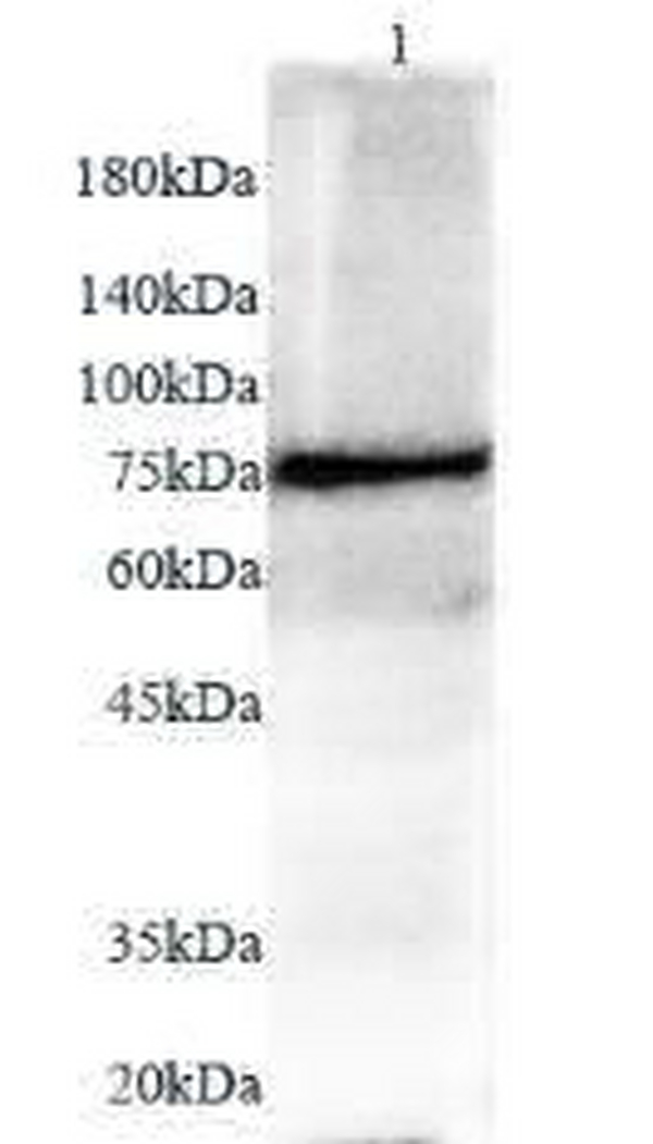 Anti MX1 polyclonal antibody