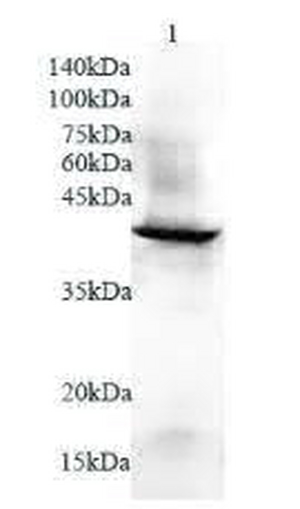 Anti TMEM173 polyclonal antibody