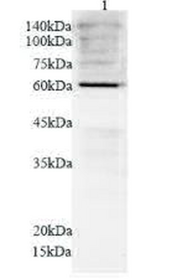 Anti CYP3A4 polyclonal antibody