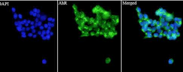 Anti AhR polyclonal antibody