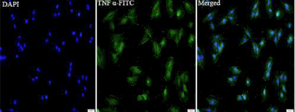 Anti TNFa polyclonal antibody