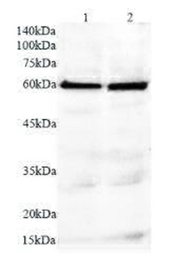 Anti CHGA polyclonal antibody
