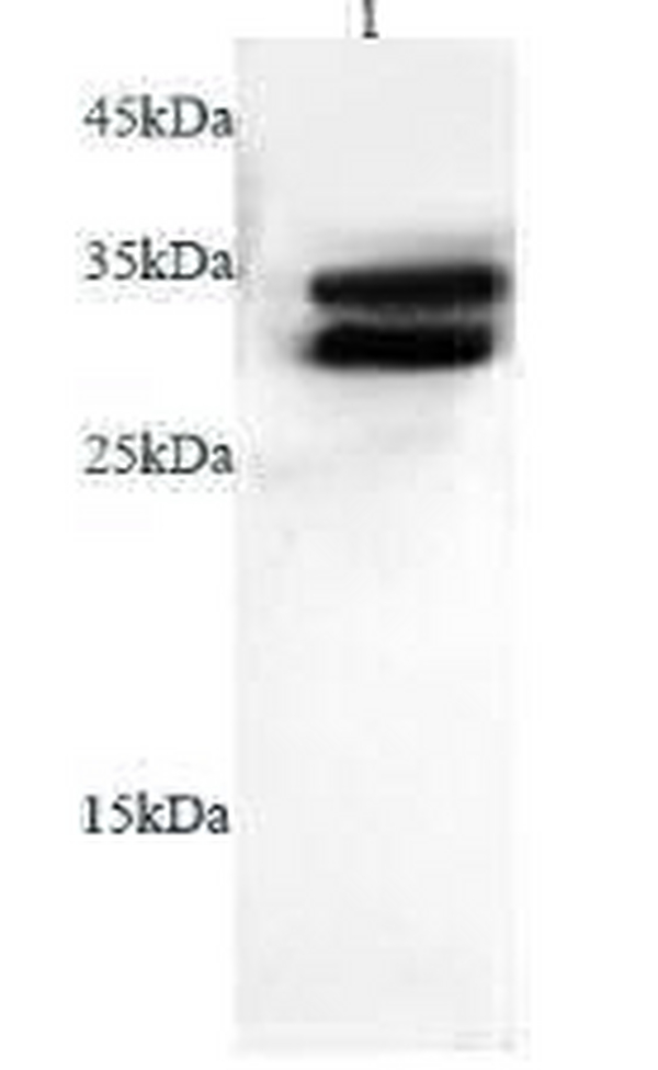 Anti Adiponectin polyclonal antibody