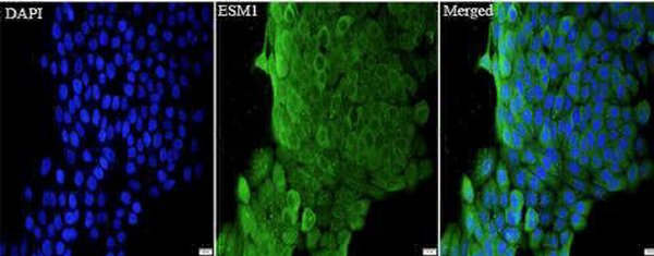 Anti mouse Esm1 polyclonal antibody