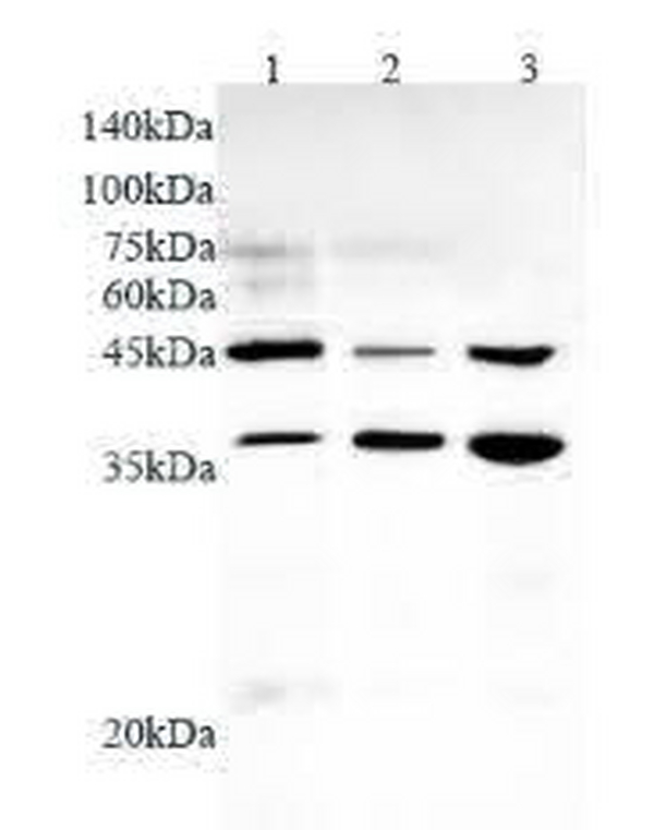 Anti WNT5A polyclonal antibody