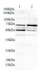 Anti PML polyclonal antibody