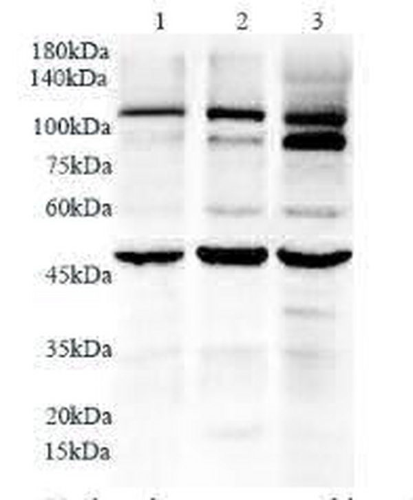 Anti TLR7 polyclonal antibody