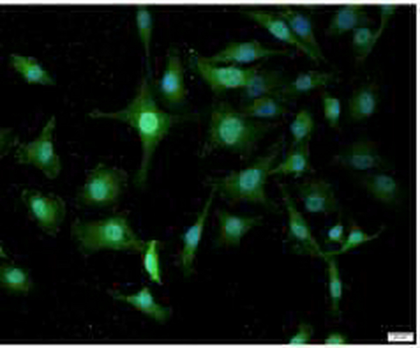 Anti NOX4 polyclonal antibody