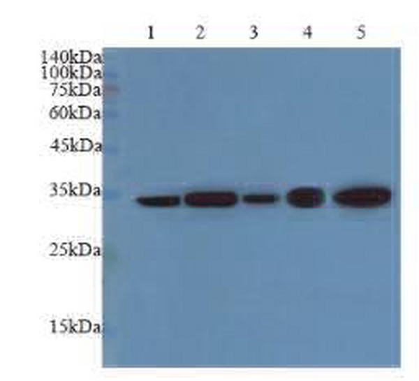 Anti ANXA2 polyclonal antibody