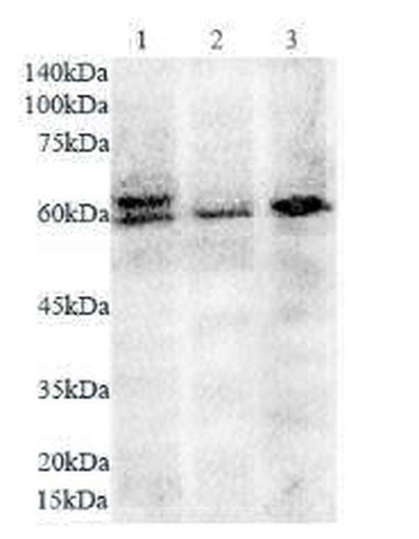 Anti ANGPT1 polyclonal antibody