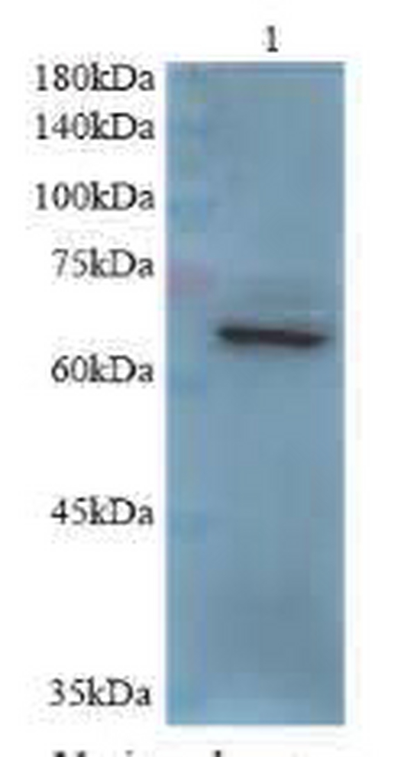 Anti CD73 polyclonal antibody