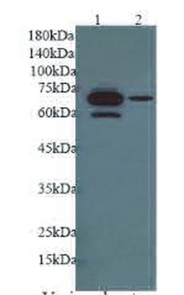 Anti GDF9 polyclonal antibody