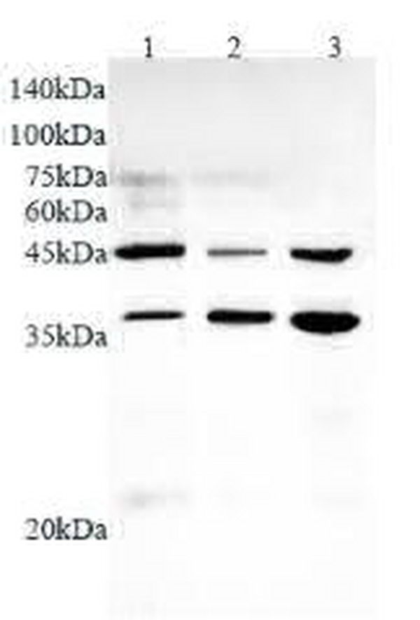 Anti WNT5A polyclonal antibody