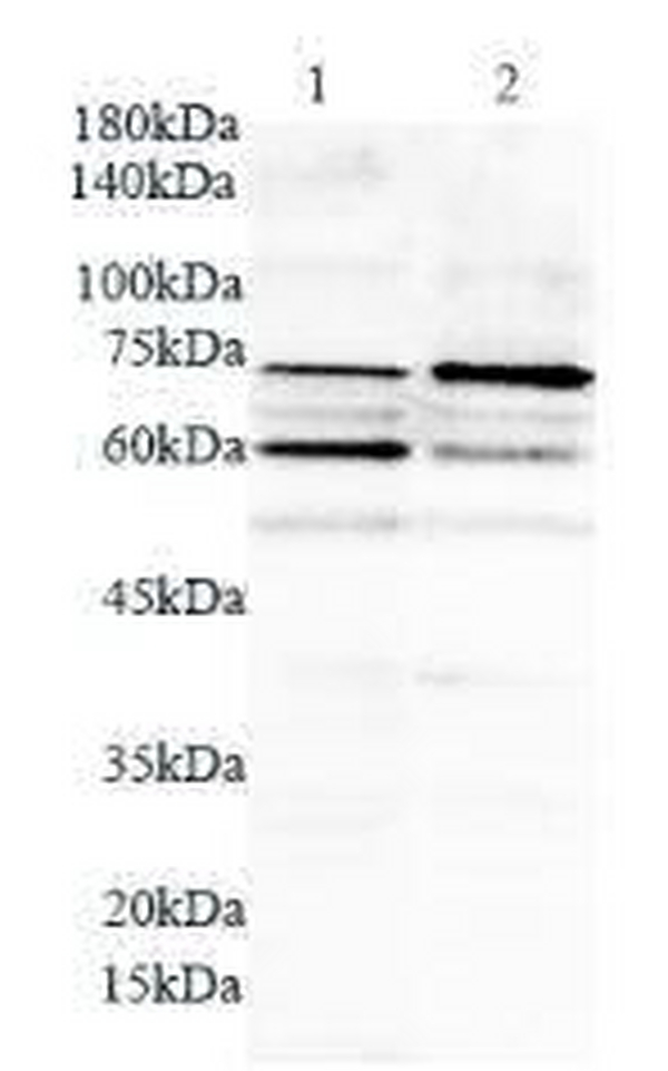 Anti PML polyclonal antibody