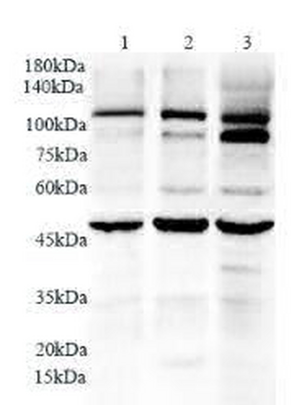 Anti TLR7 polyclonal antibody