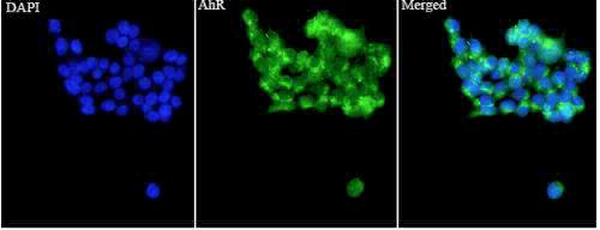 Anti AhR polyclonal antibody
