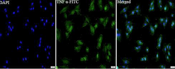Anti TNFa polyclonal antibody