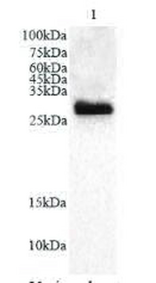 Anti NGF polyclonal antibody