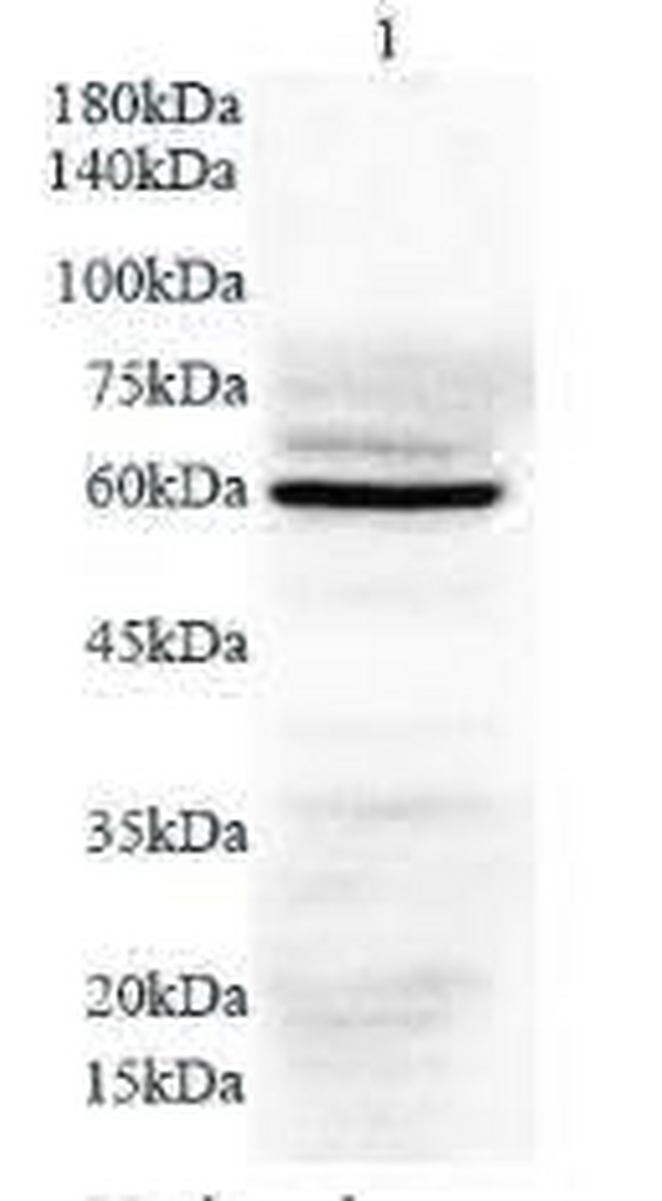 Anti NEU4 polyclonal antibody