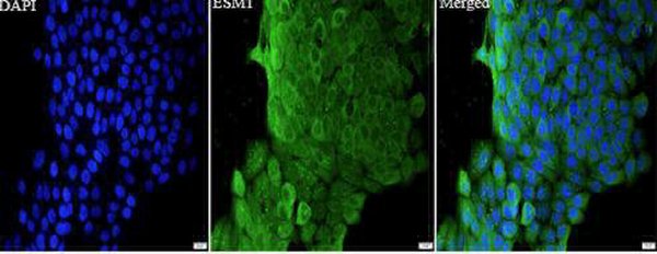 Anti mouse Esm1 polyclonal antibody